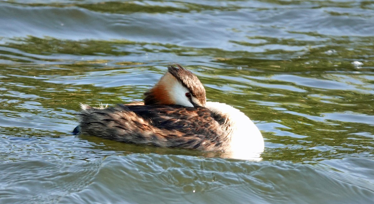 Great Crested Grebe - ML615623450