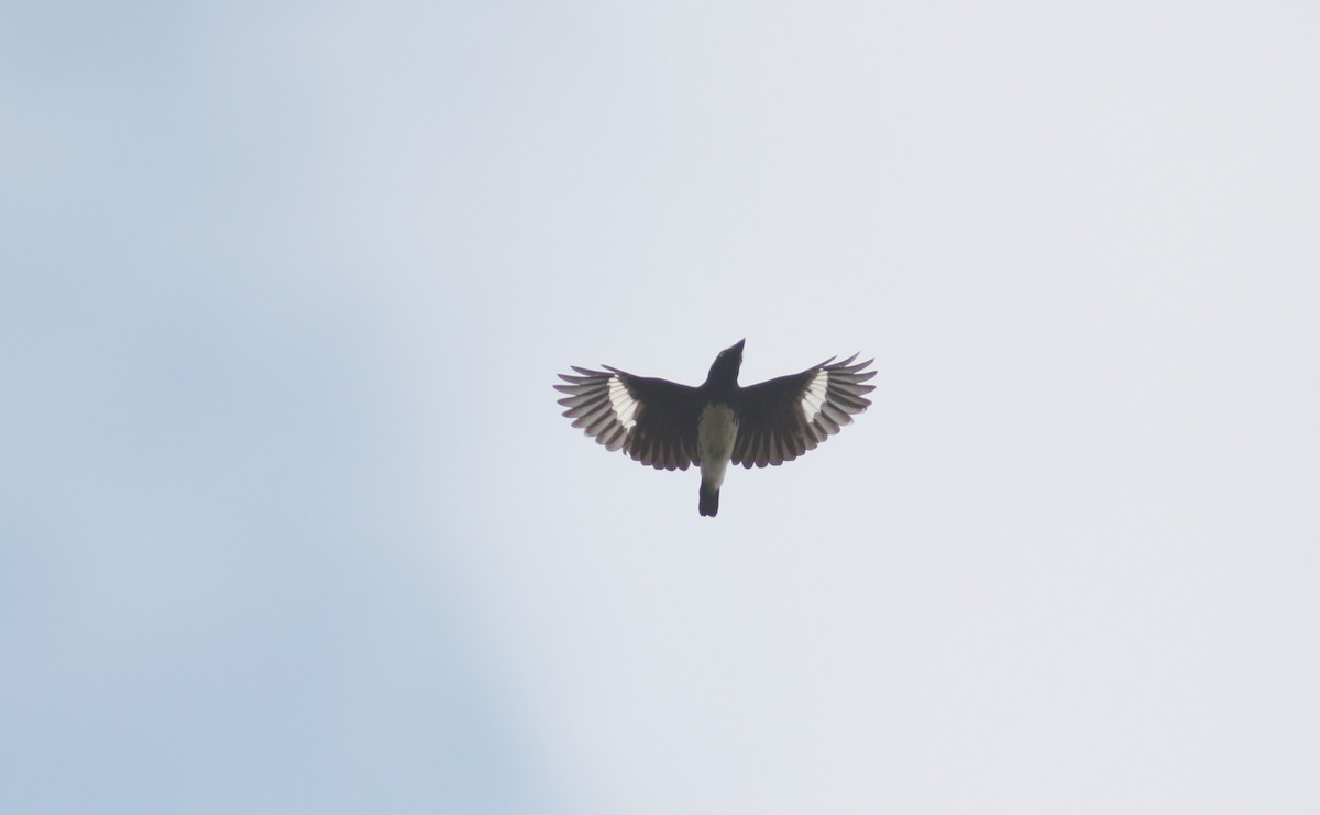 Black-and-white Shrike-flycatcher - Peter Alfrey