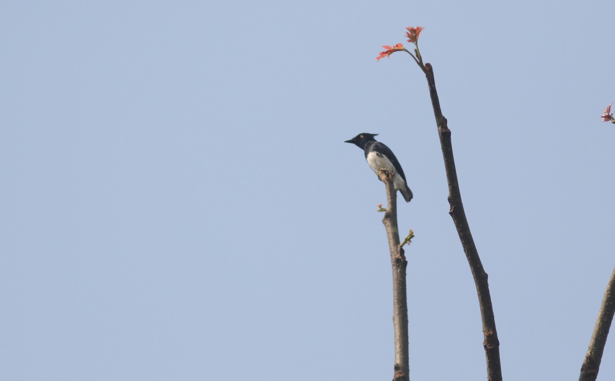 Black-and-white Shrike-flycatcher - Peter Alfrey