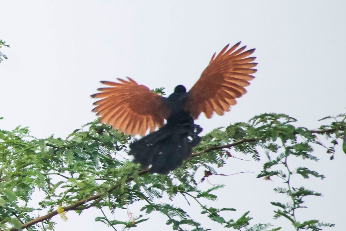 Greater Coucal (Southern) - ML615623502