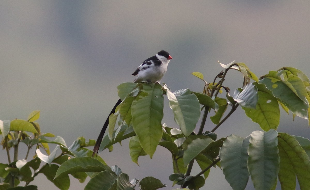 Pin-tailed Whydah - ML615623524