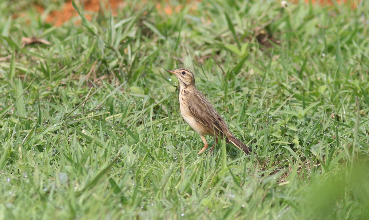 African Pipit - ML615623544