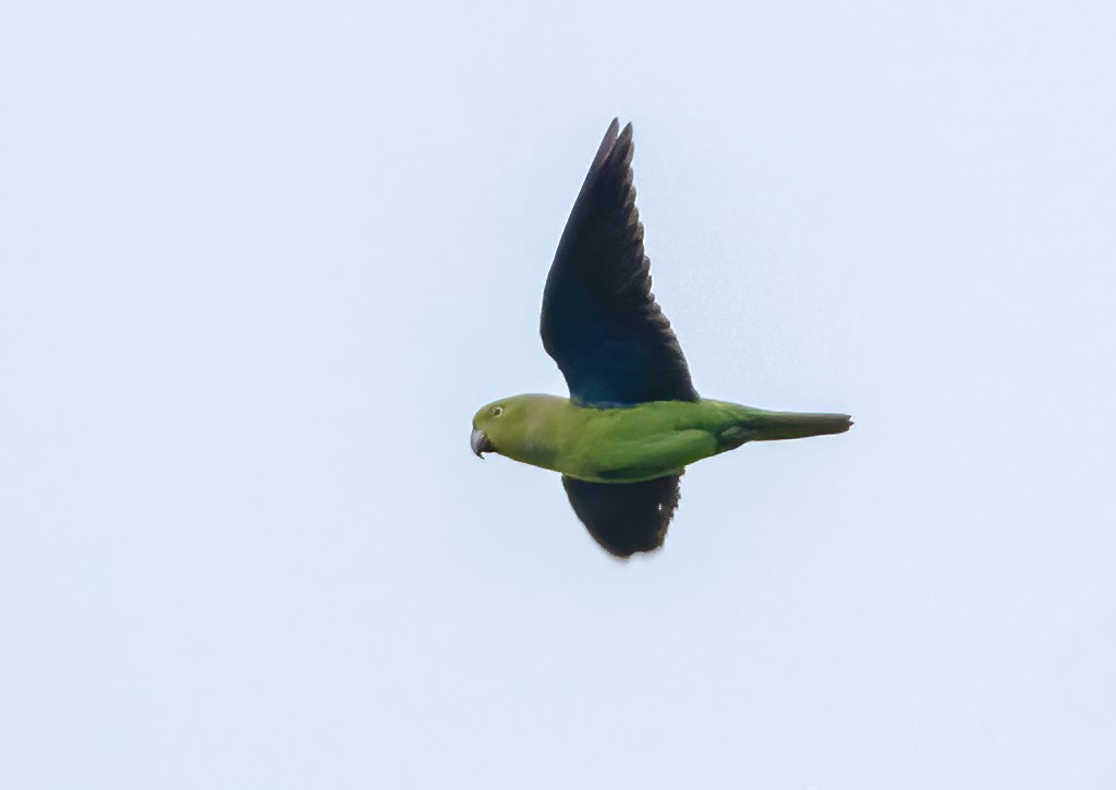 Blue-collared Parrot - Wilbur Goh