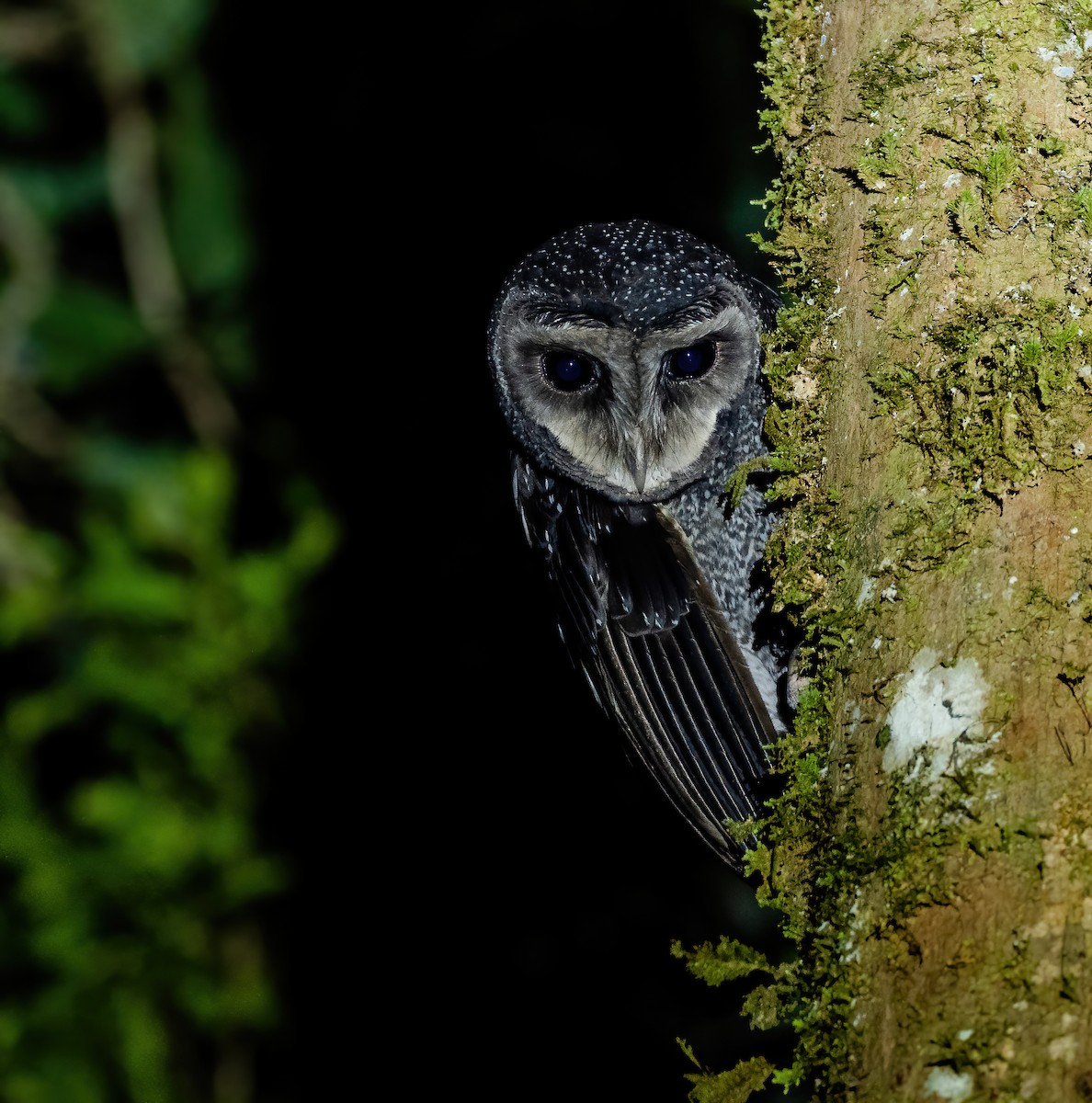 Sooty Owl (Greater) - Wilbur Goh