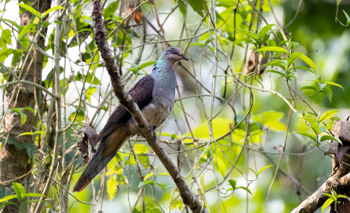 Barred Cuckoo-Dove - Chirantanu Saikia
