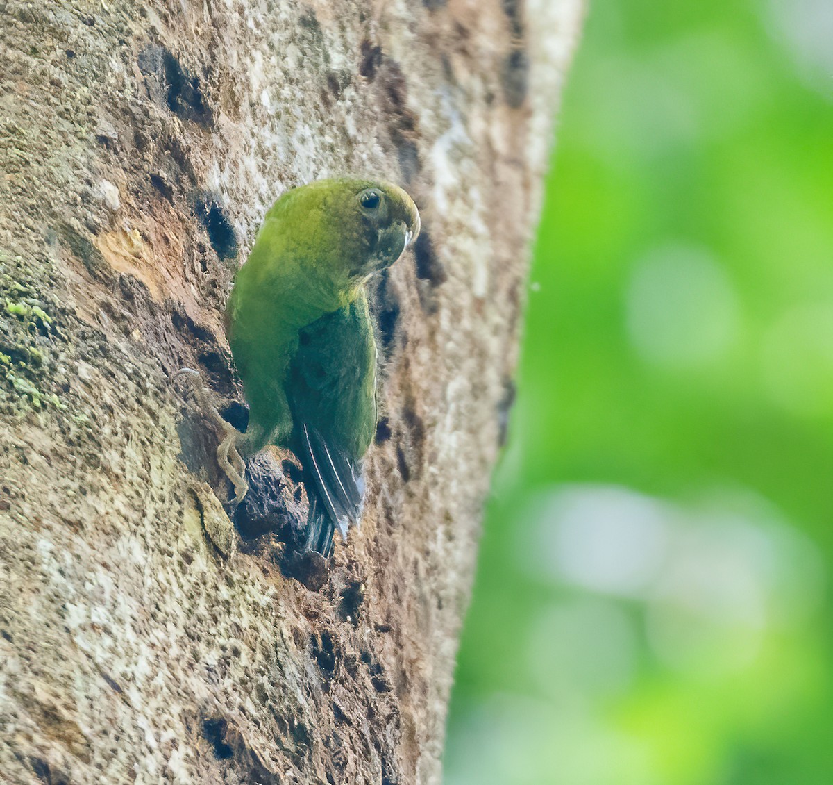 Yellow-capped Pygmy-Parrot - ML615623664