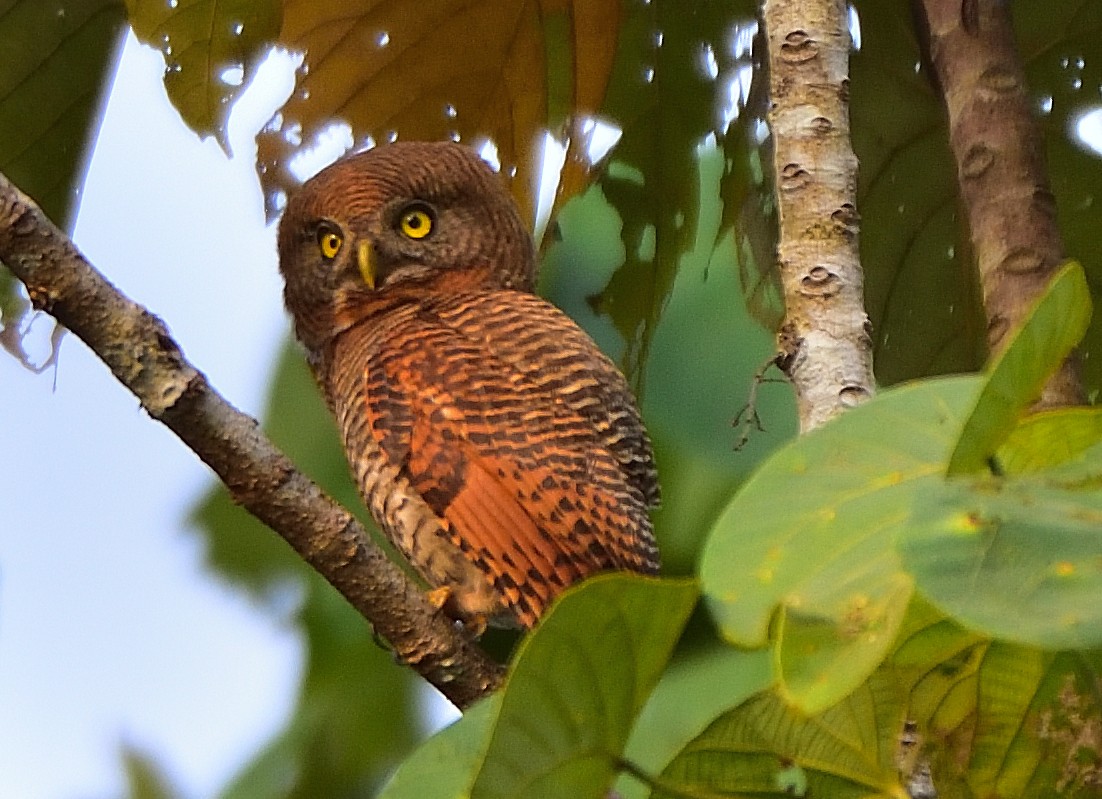 Jungle Owlet - Arun Prabhu