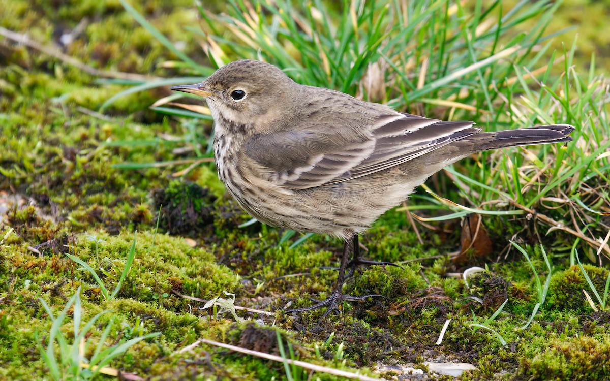 American Pipit (rubescens Group) - James Kennerley