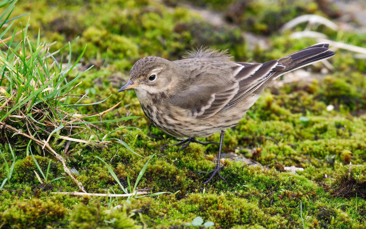 American Pipit (rubescens Group) - ML615623772