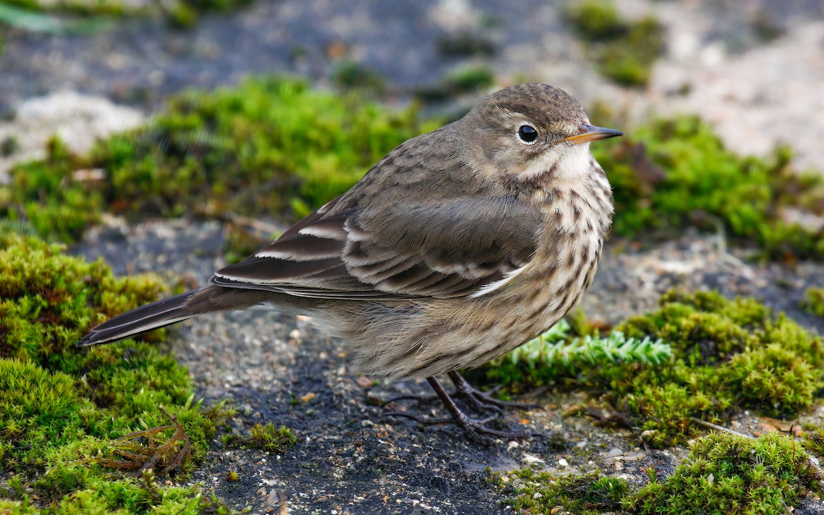 American Pipit (rubescens Group) - ML615623778
