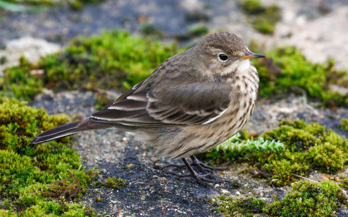 American Pipit (rubescens Group) - ML615623781