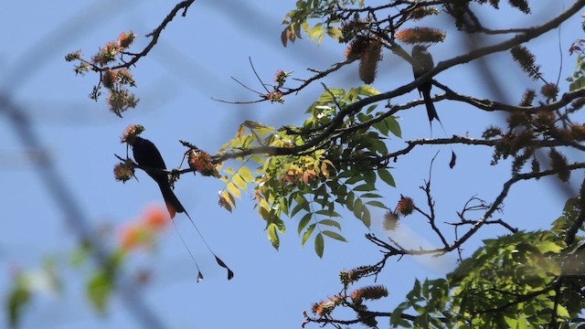Greater Racket-tailed Drongo - ML615623813