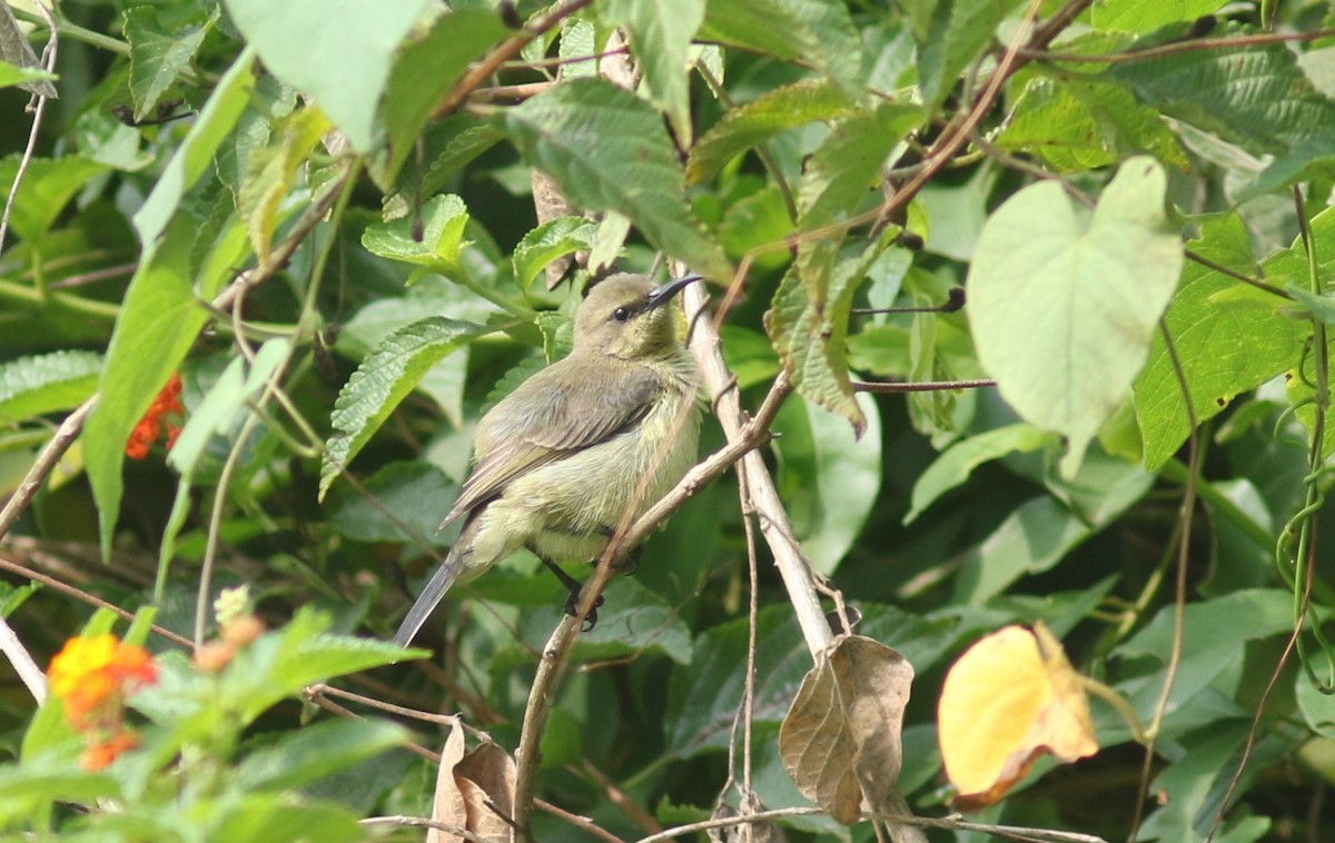 Green Sunbird (Gray-throated) - Peter Alfrey