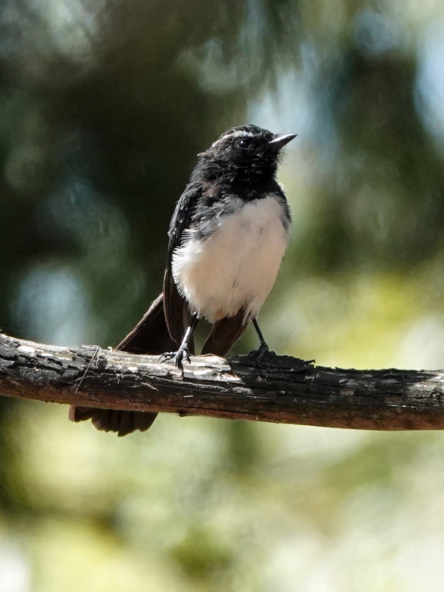 Willie-wagtail - ML615623926