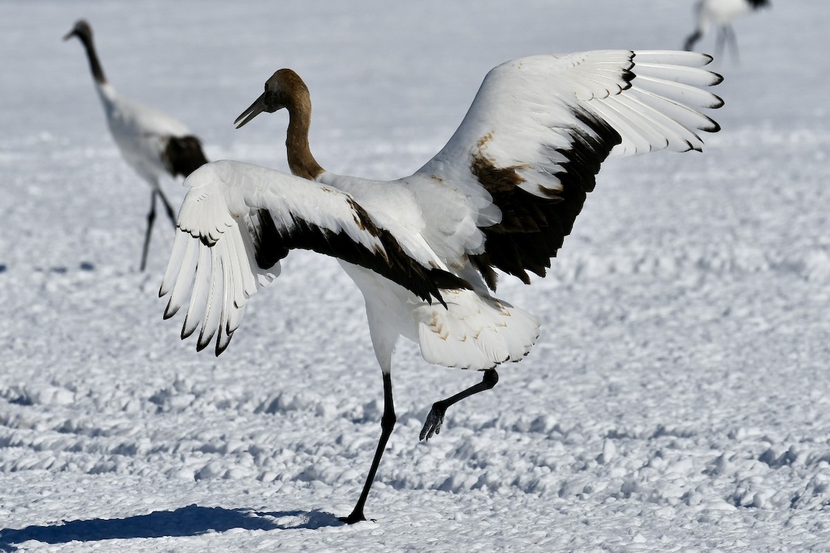 Red-crowned Crane - ML615623952