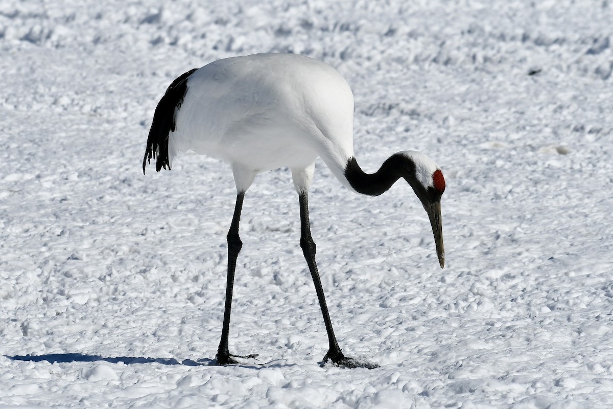 Red-crowned Crane - ML615623954
