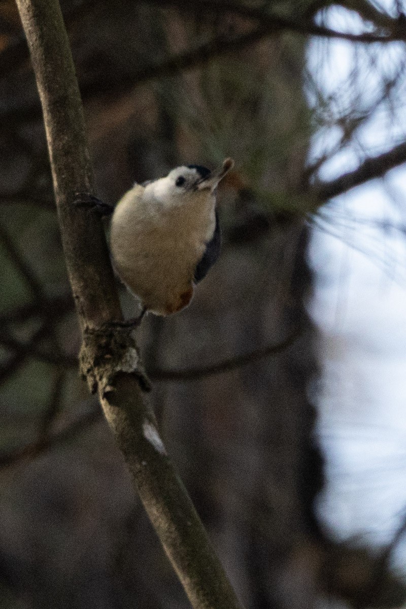 White-cheeked Nuthatch - ML615623977