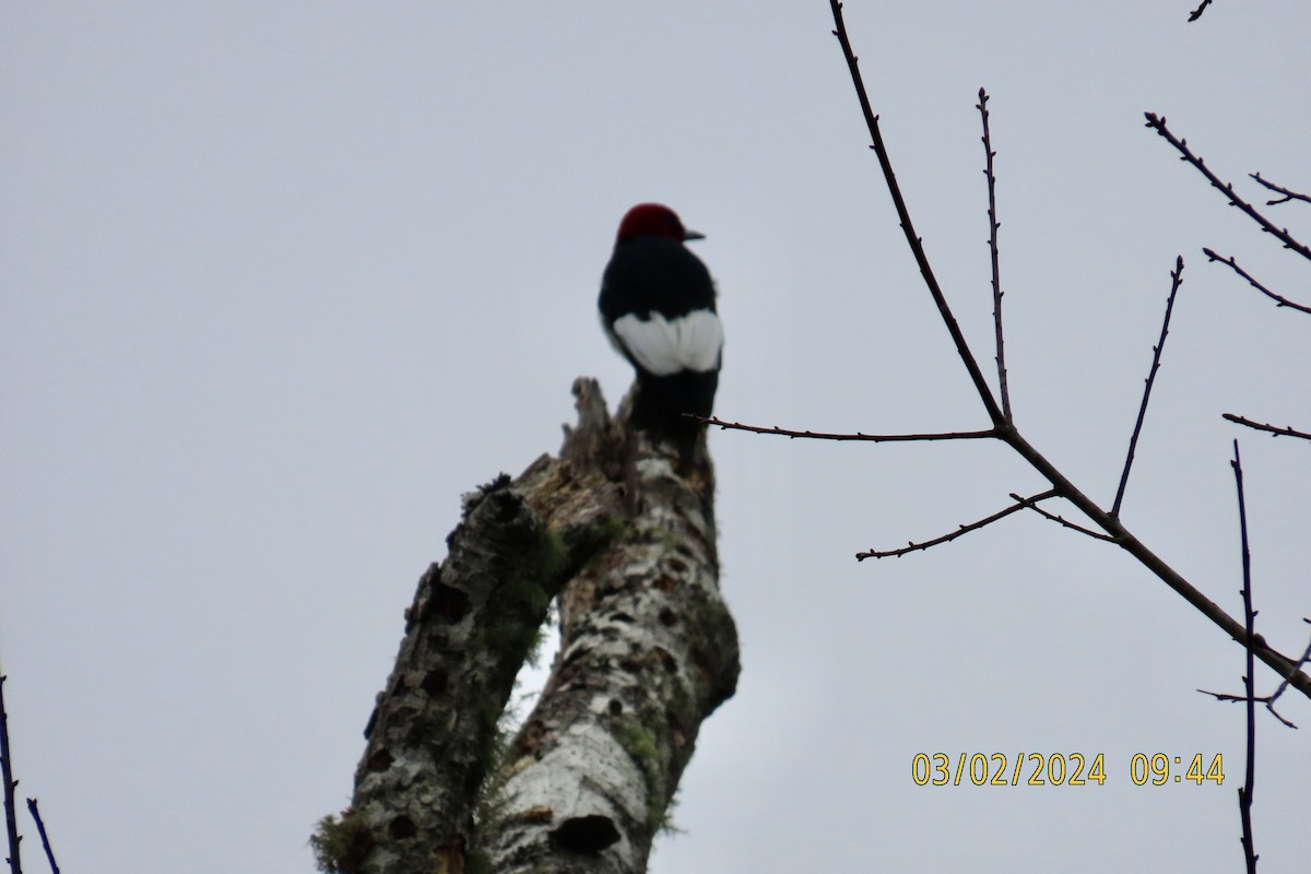 Red-headed Woodpecker - ML615623997