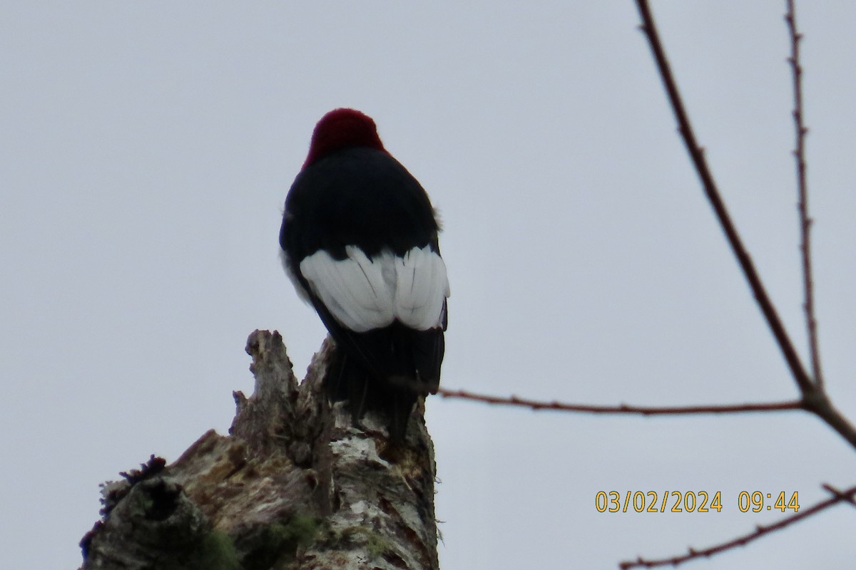 Red-headed Woodpecker - ML615624000