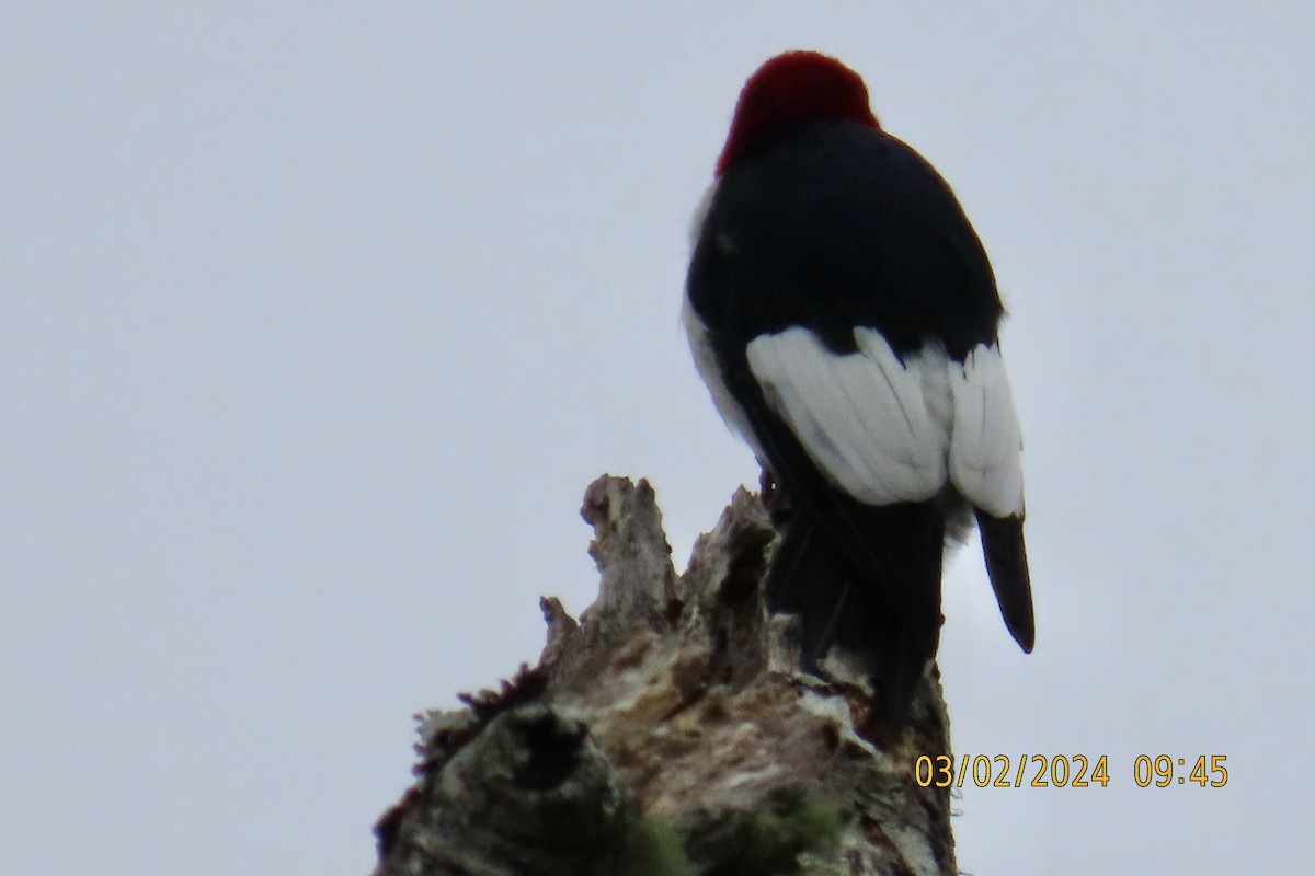 Red-headed Woodpecker - ML615624002