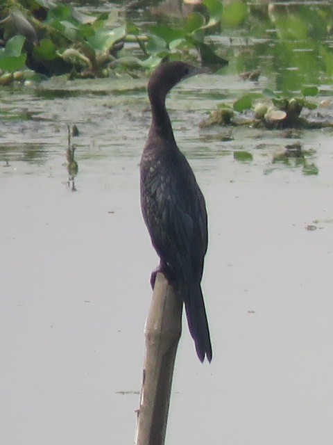 Indian Cormorant - ML615624088