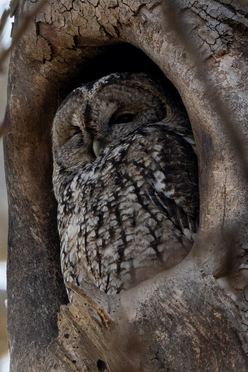 Tawny Owl - ML615624252