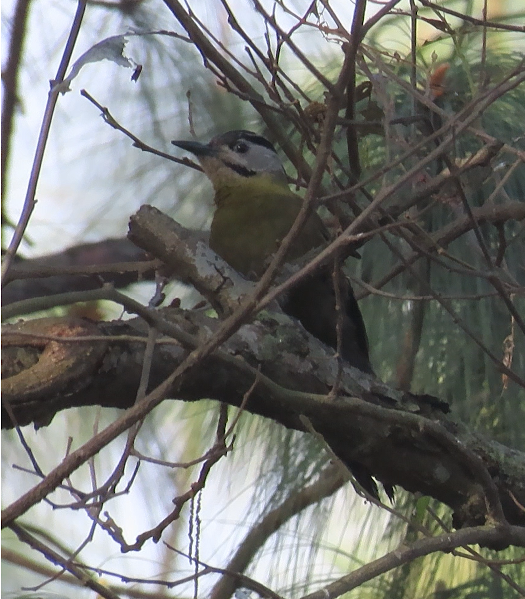 Gray-headed Woodpecker (Black-naped) - ML615624365