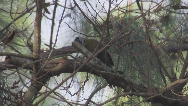 Gray-headed Woodpecker (Black-naped) - ML615624369