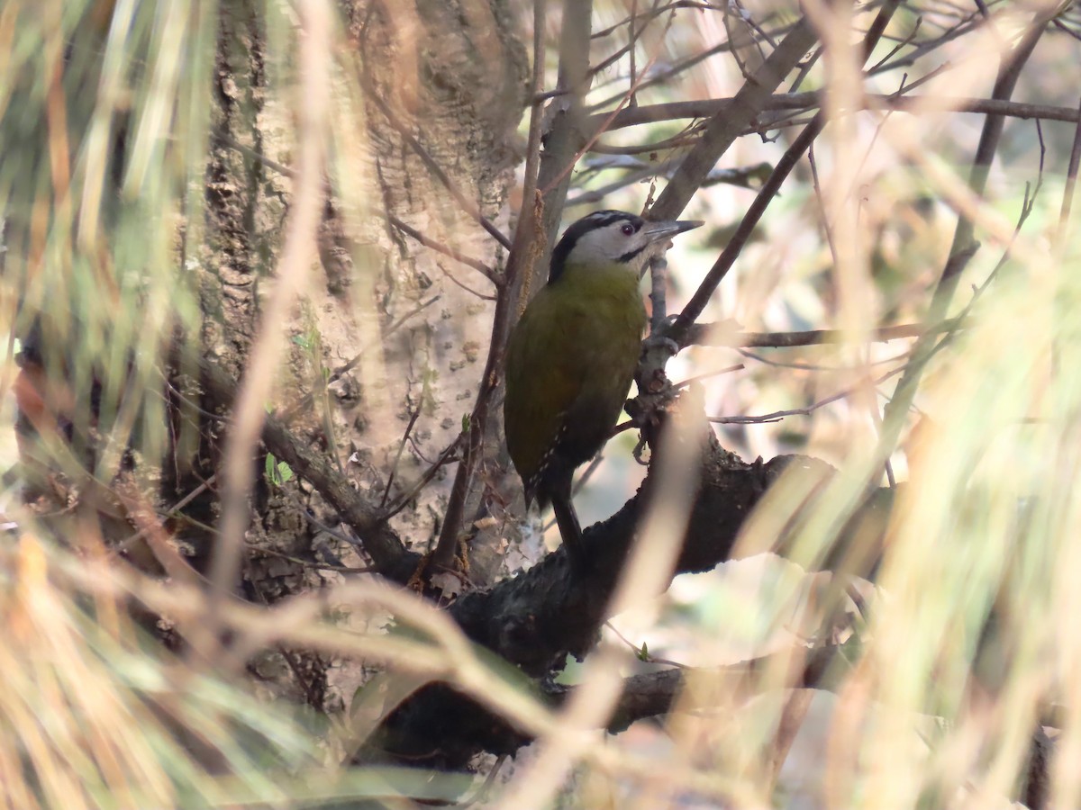 Gray-headed Woodpecker (Black-naped) - ML615624431