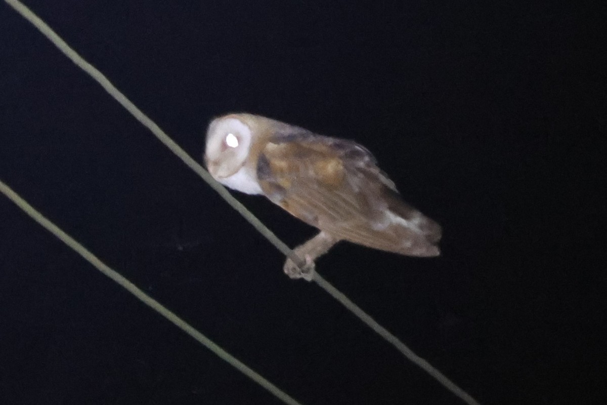 Barn Owl - ML615624591
