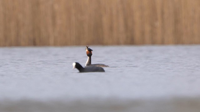 Great Crested Grebe - ML615624603