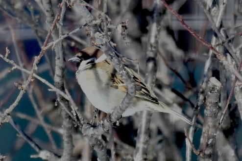 Eurasian Tree Sparrow - ML615624618