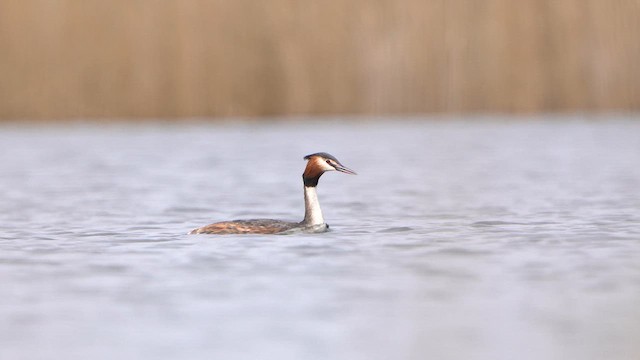 Great Crested Grebe - ML615624636