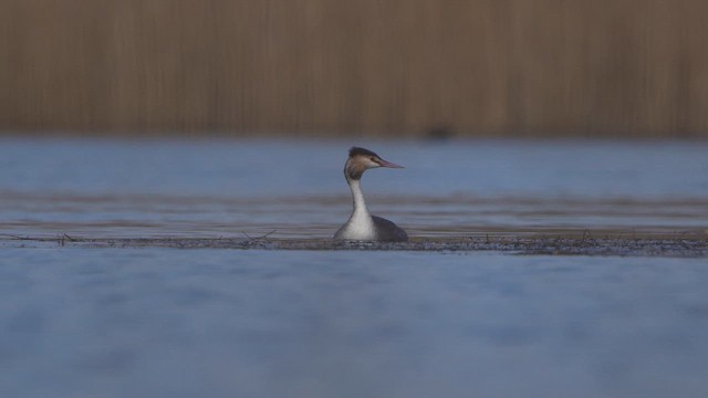 Great Crested Grebe - ML615624699