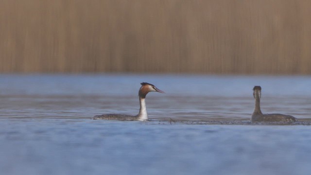 Great Crested Grebe - ML615624742