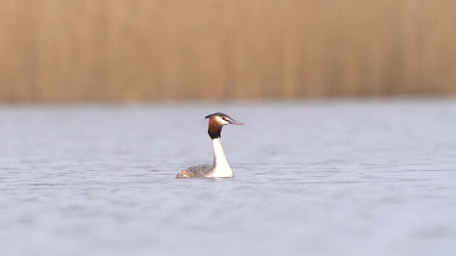 Great Crested Grebe - ML615624760