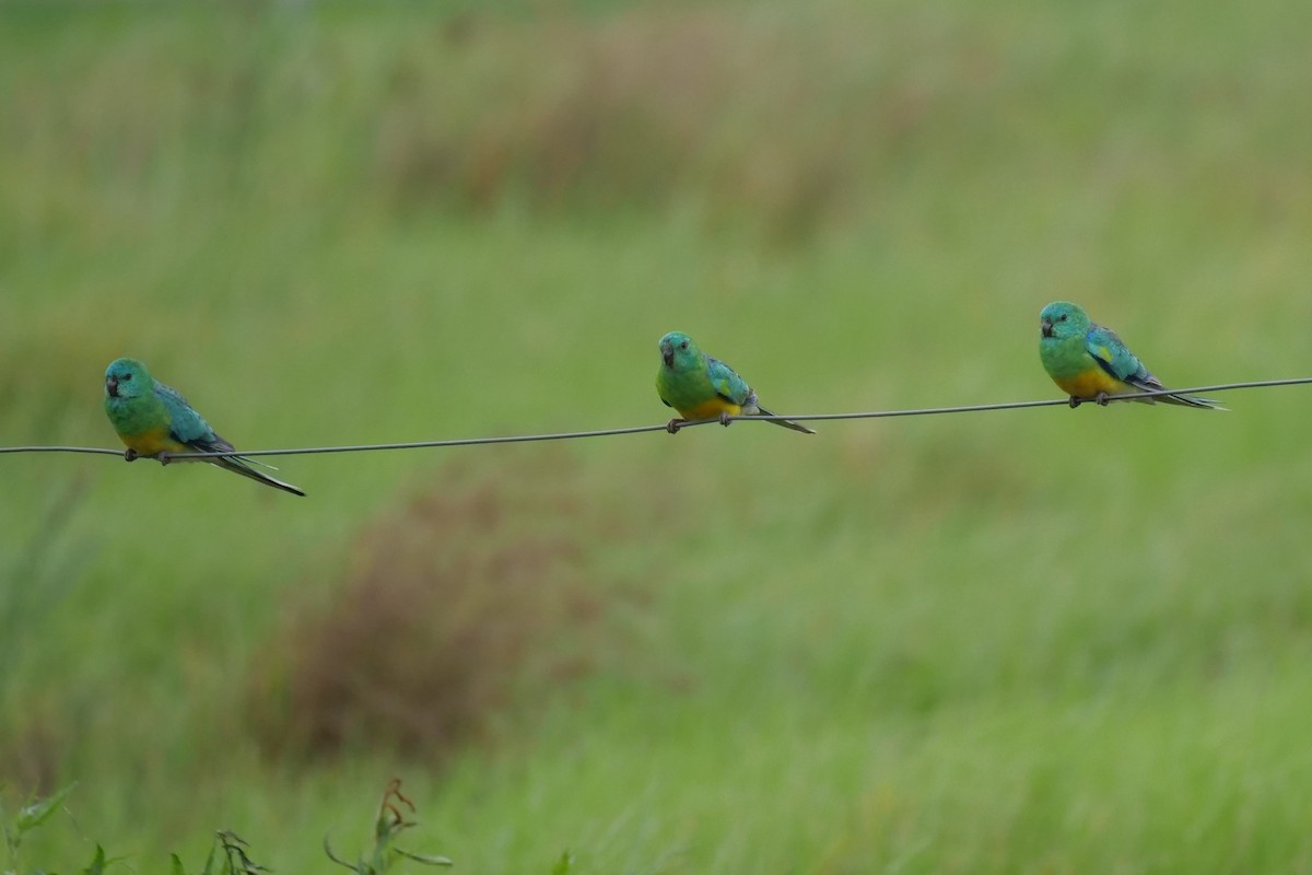 Red-rumped Parrot - ML615624830