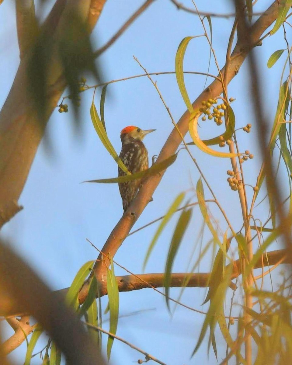 Yellow-crowned Woodpecker - Thrilok Narayanappa