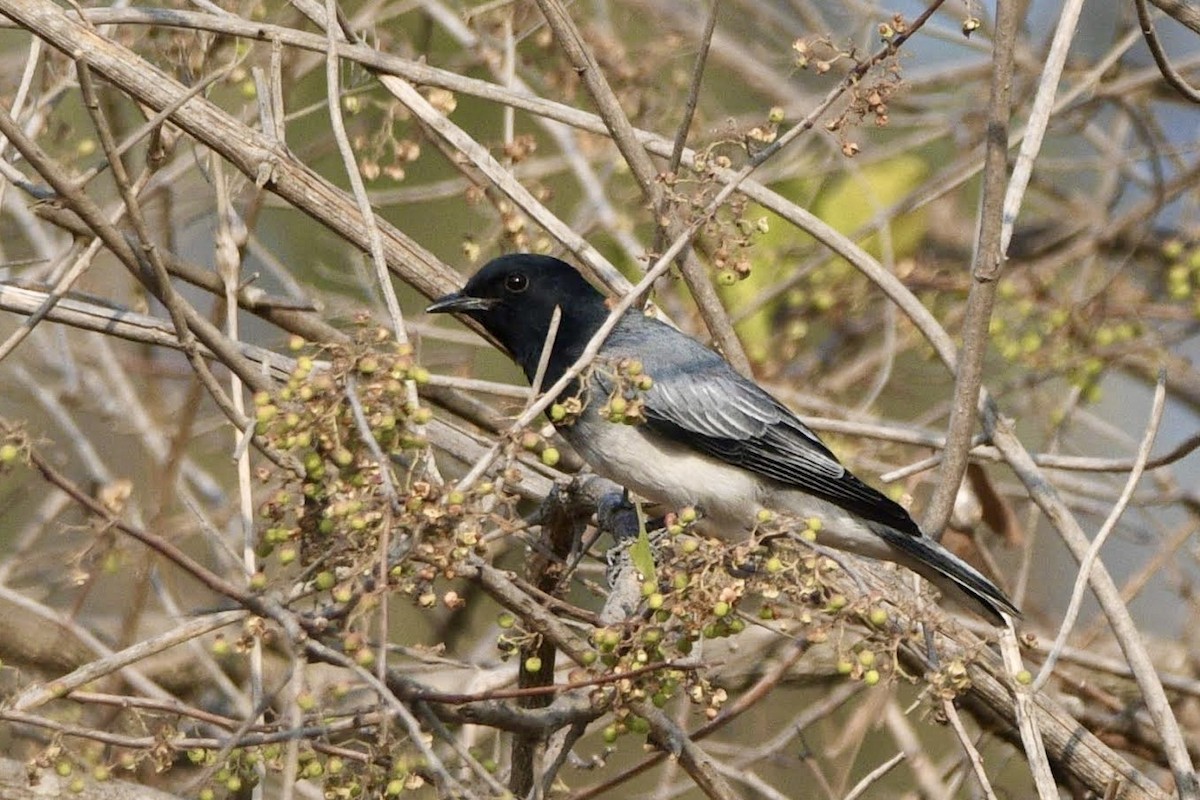 Black-headed Cuckooshrike - Thrilok Narayanappa