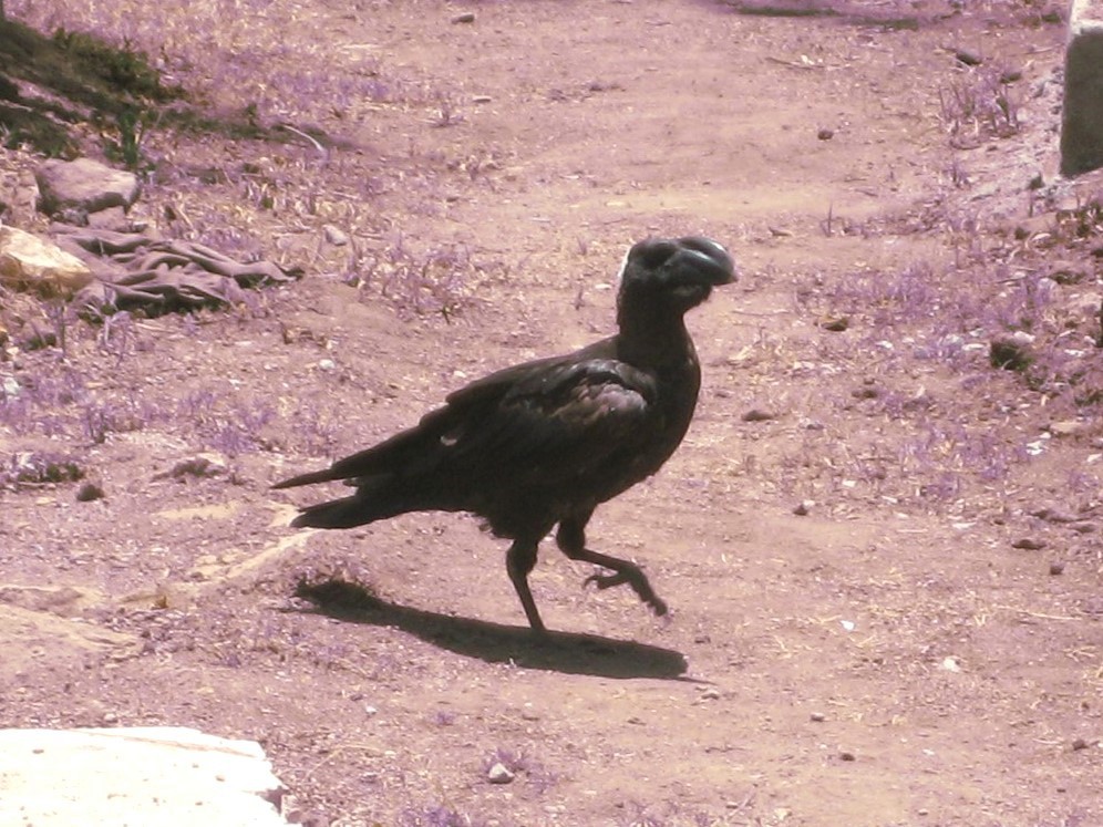 Thick-billed Raven - ML615624931