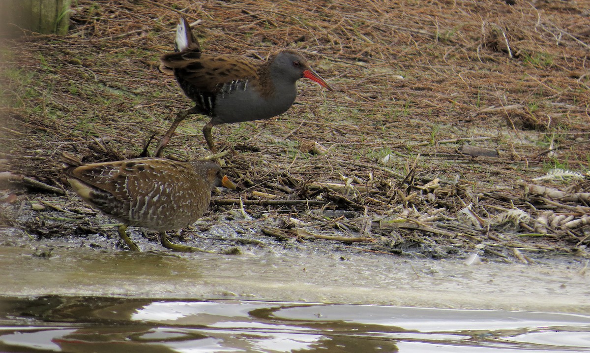 Spotted Crake - ML615625010