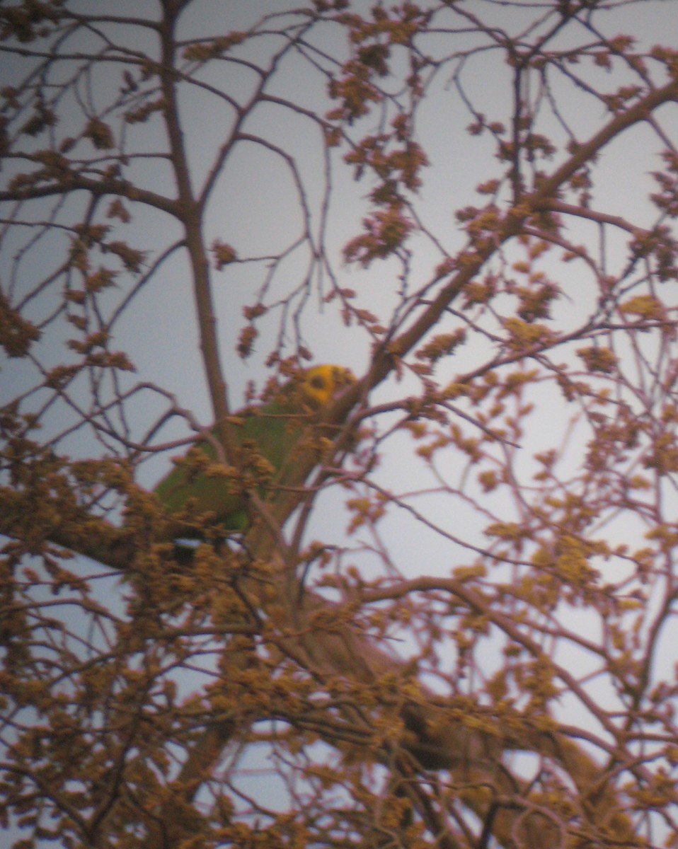 Yellow-fronted Parrot - ML615625022