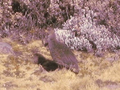 Chestnut-naped Spurfowl (Northern) - ML615625139