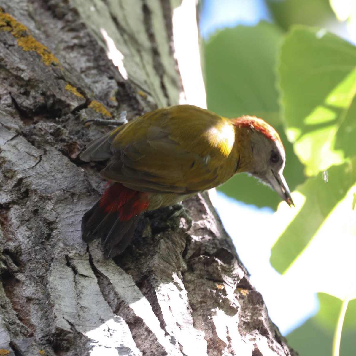 Olive Woodpecker (Southern) - ML615625155