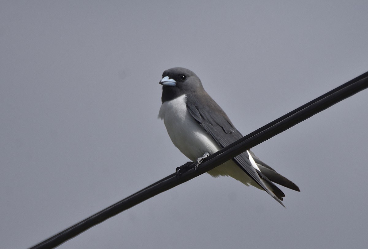 White-breasted Woodswallow - ML615625414