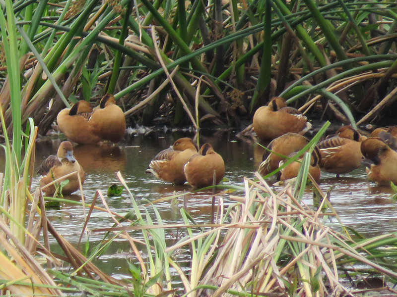 Fulvous Whistling-Duck - ML615625443