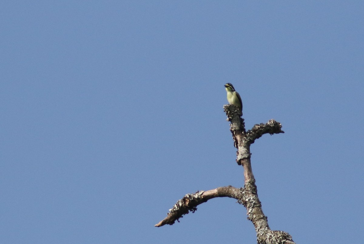 Yellow-throated Tinkerbird - ML615625453