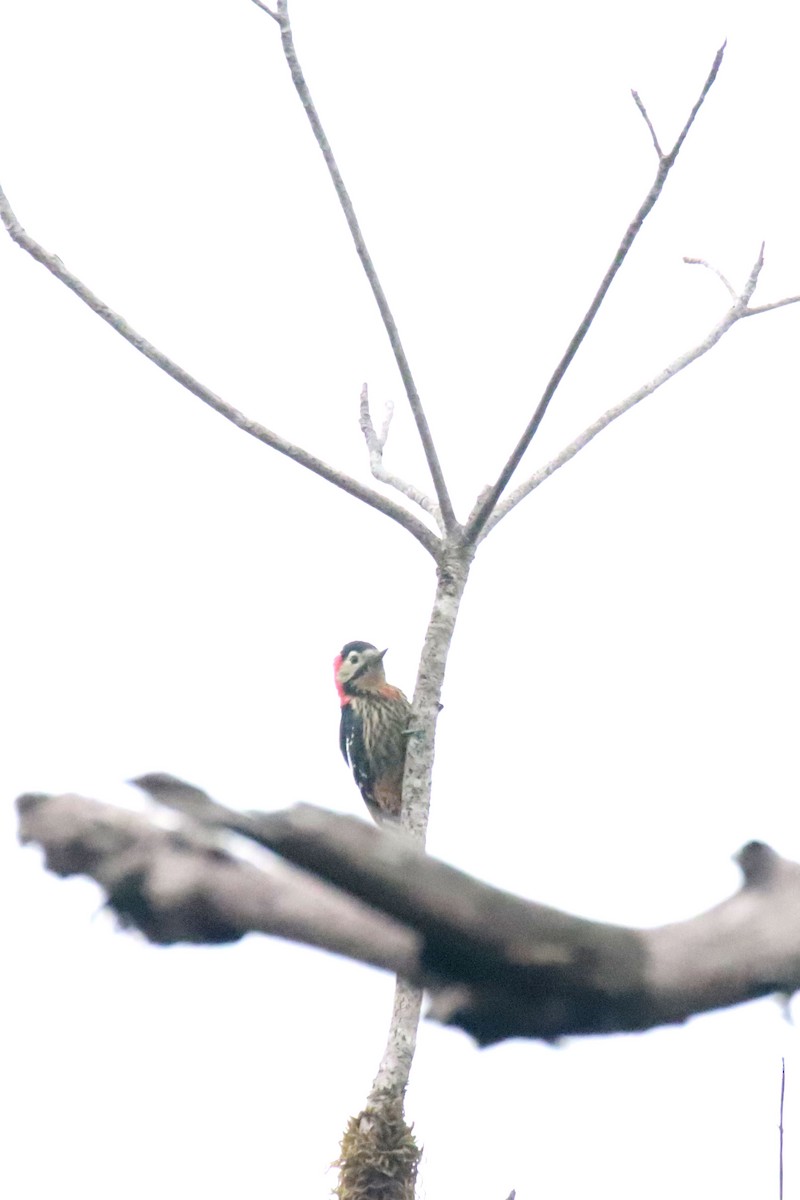 Crimson-naped Woodpecker - ML615625766