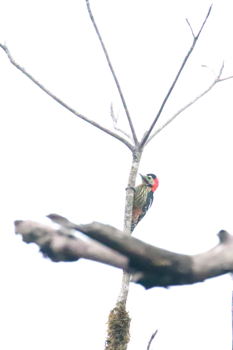 Crimson-naped Woodpecker - Amol Bapat