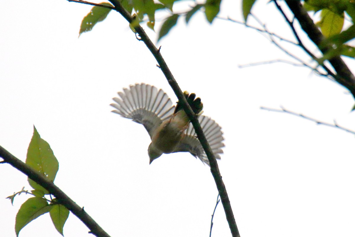 White-browed Shrike-Babbler - ML615625771